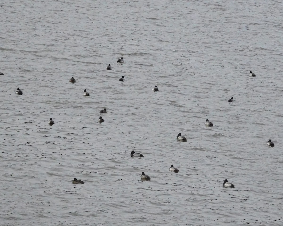 Lesser Scaup - ML78245501