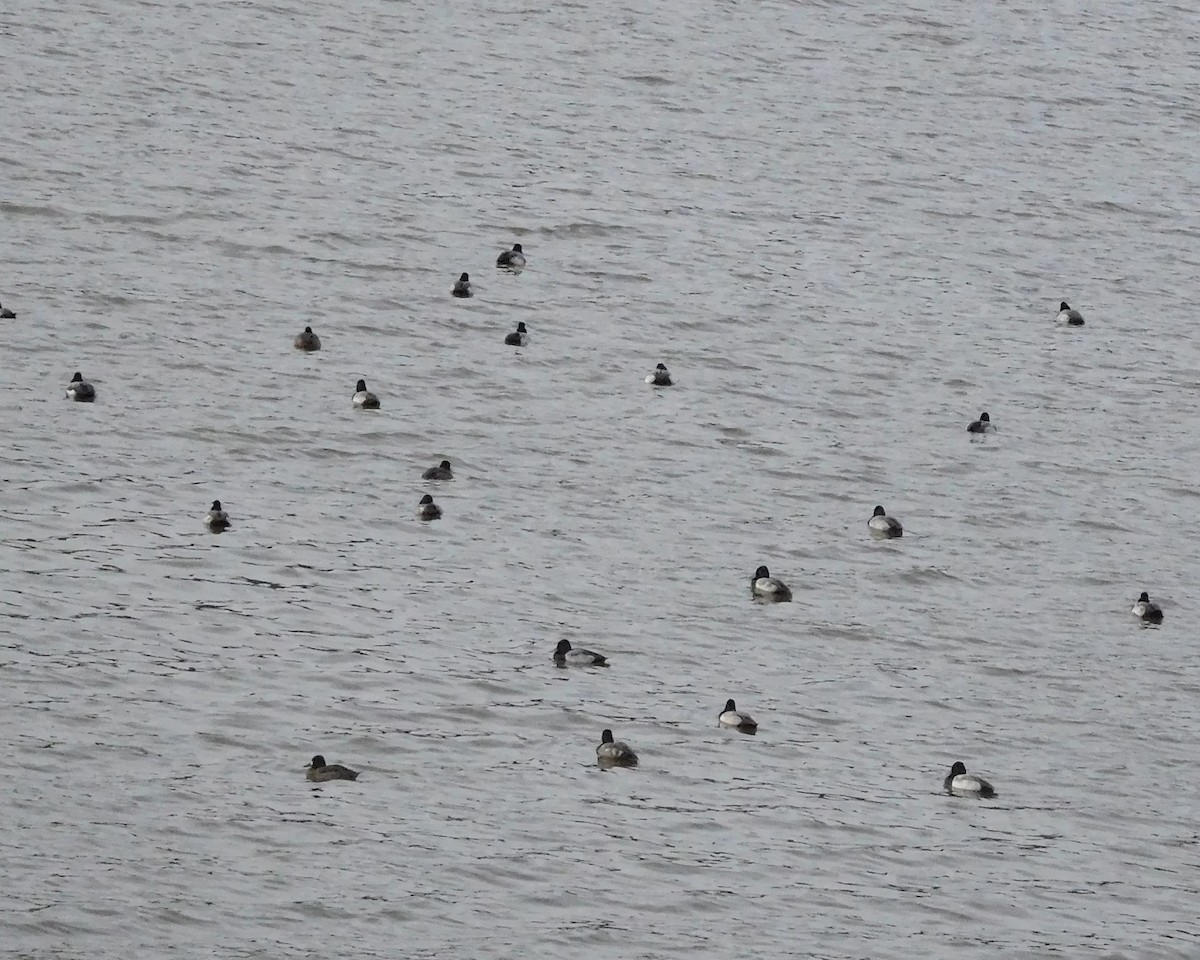 Lesser Scaup - ML78245501