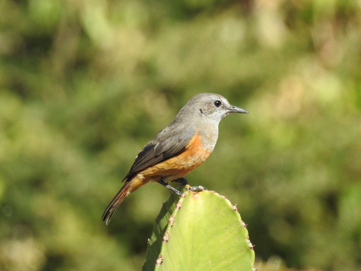 Mocking Cliff-Chat - bob butler