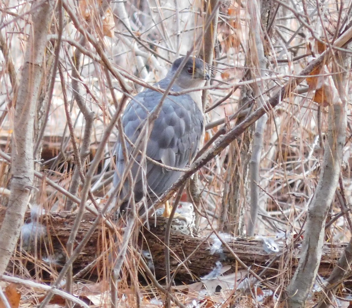 Cooper's Hawk - ML78246621