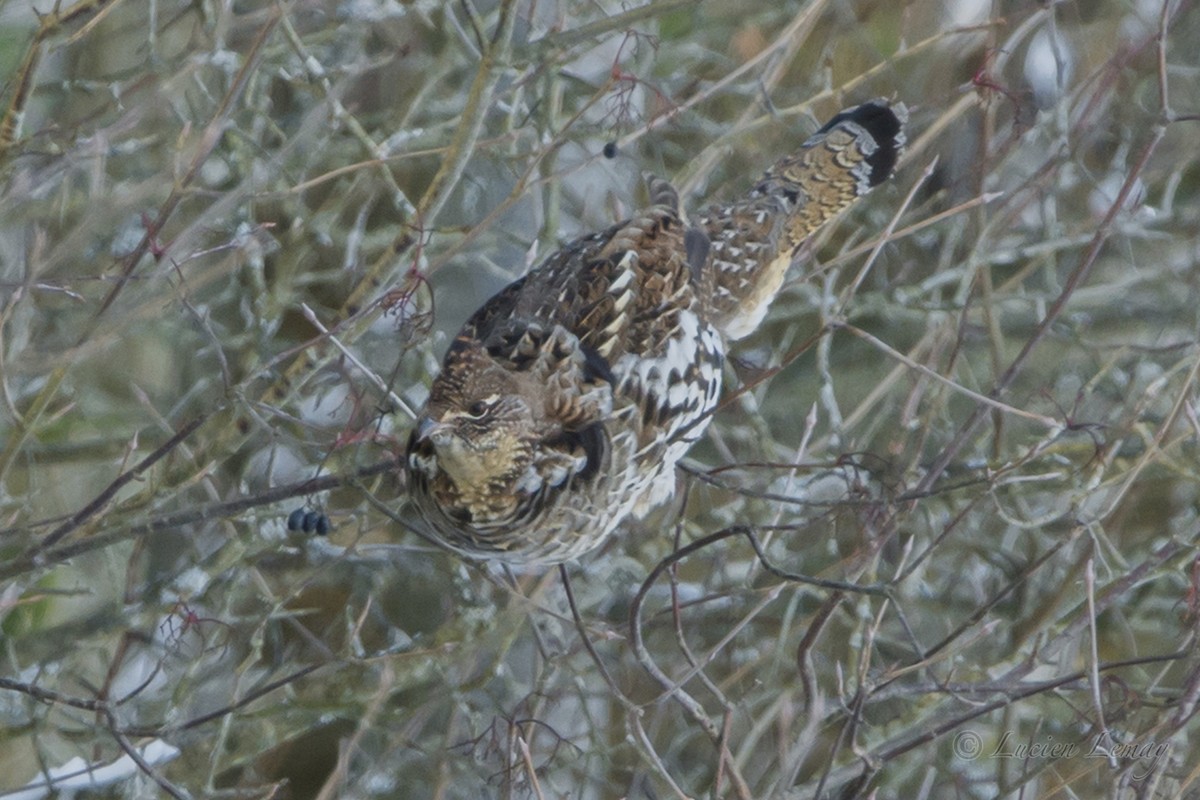 Ruffed Grouse - ML78249831