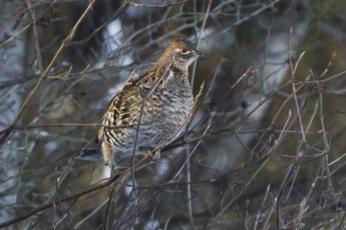 Ruffed Grouse - Lucien Lemay