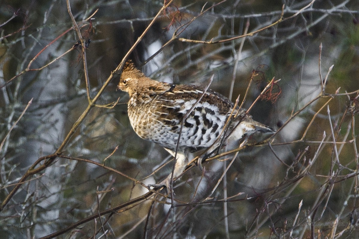 Ruffed Grouse - ML78249911