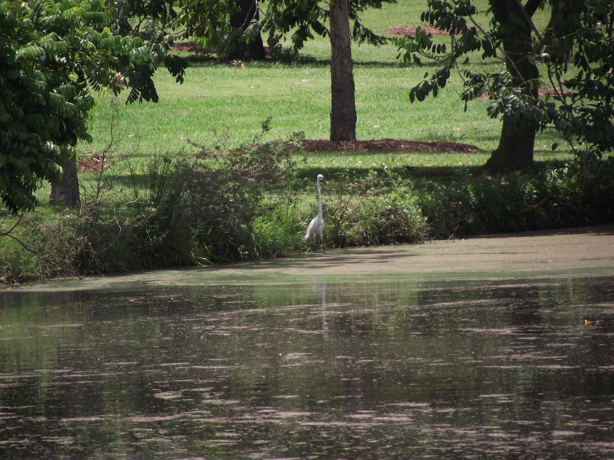 Great Egret - Scott and Jenny Pascoe