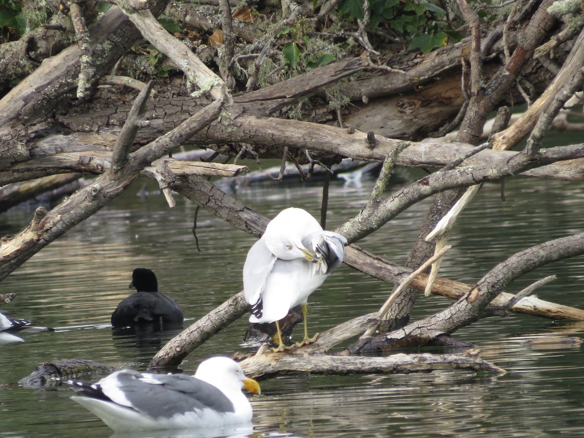 Ring-billed Gull - ML78250841