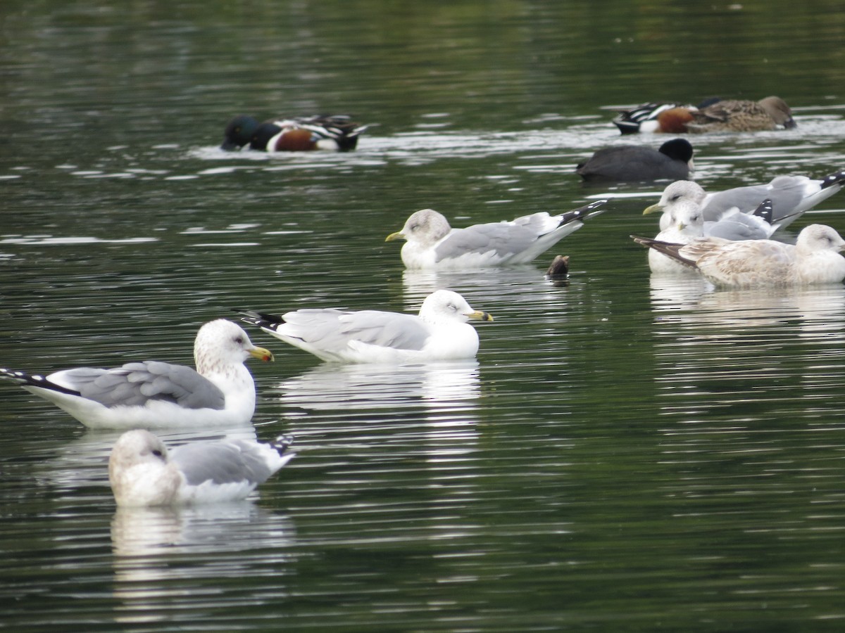 Ring-billed Gull - ML78250891