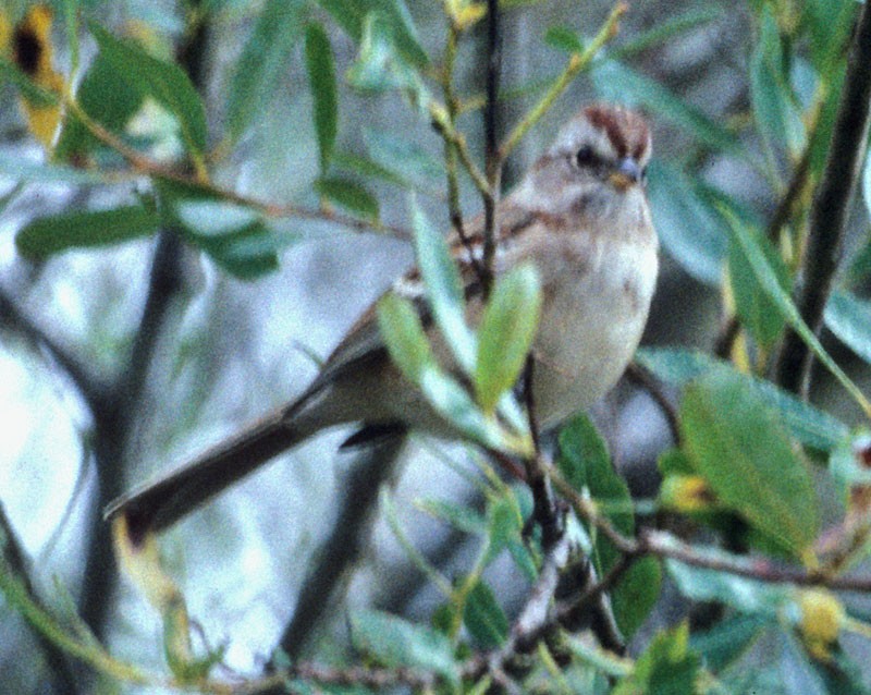 American Tree Sparrow - Bob Tintle