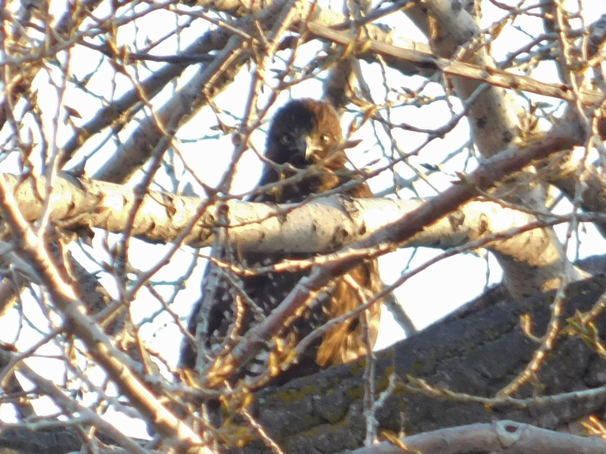 Red-tailed Hawk - ML78253881