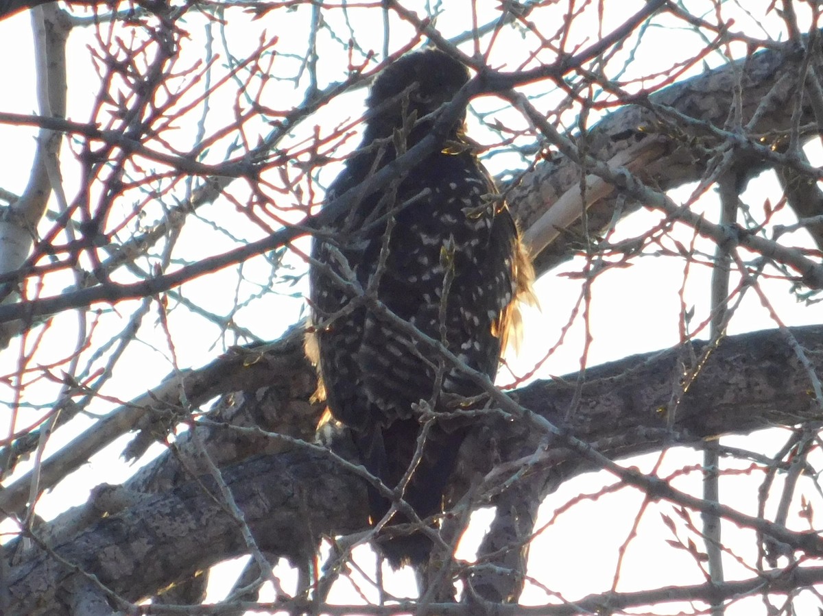 Red-tailed Hawk - ML78253921