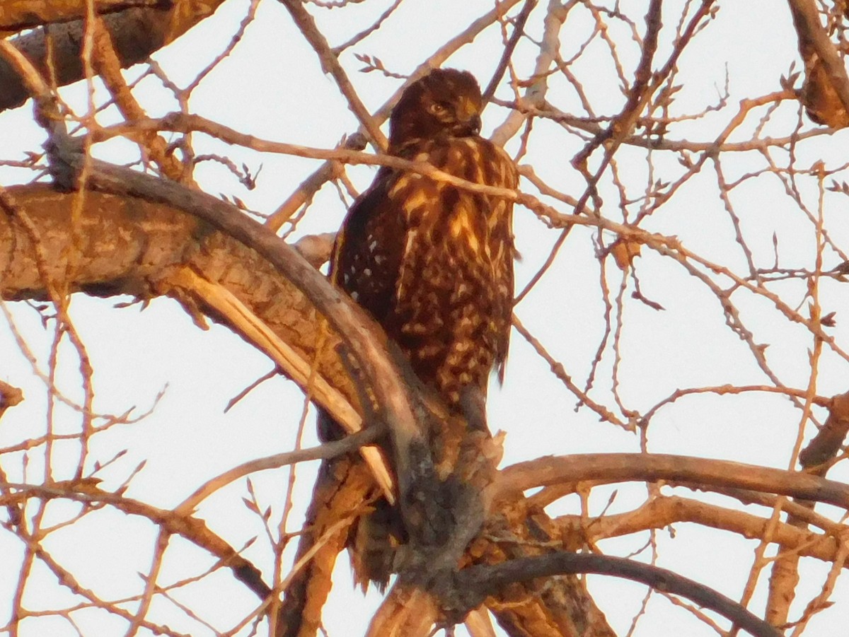 Red-tailed Hawk - ML78253941