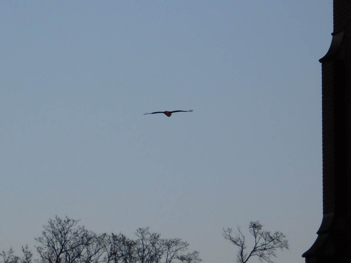 Red-tailed Hawk - ML78253971