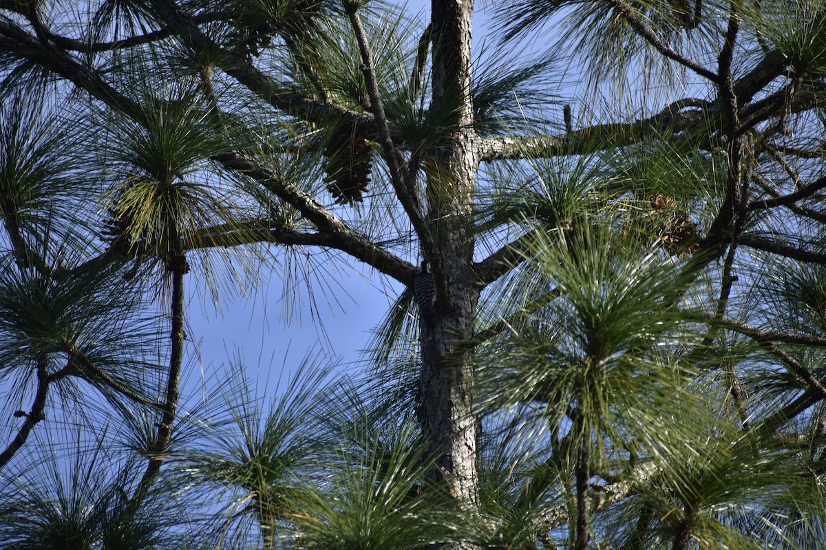 Red-cockaded Woodpecker - ML78255931