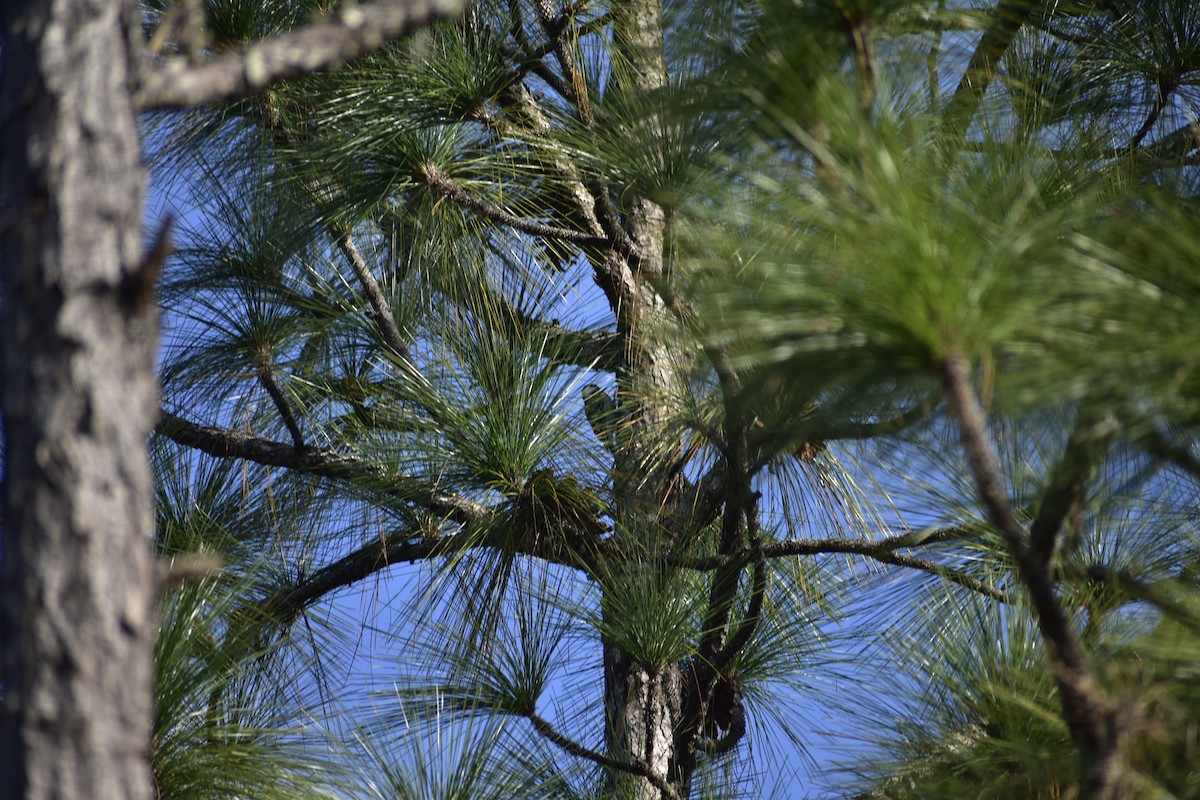 Red-cockaded Woodpecker - ML78256421