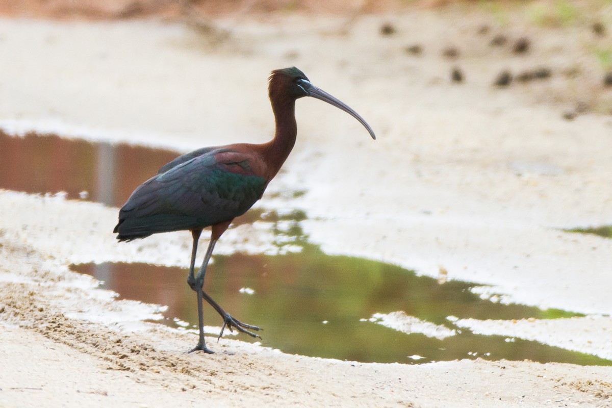 ibis hnědý - ML78256671