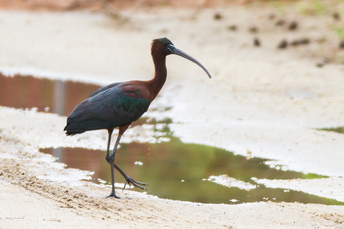 Glossy Ibis - ML78256671