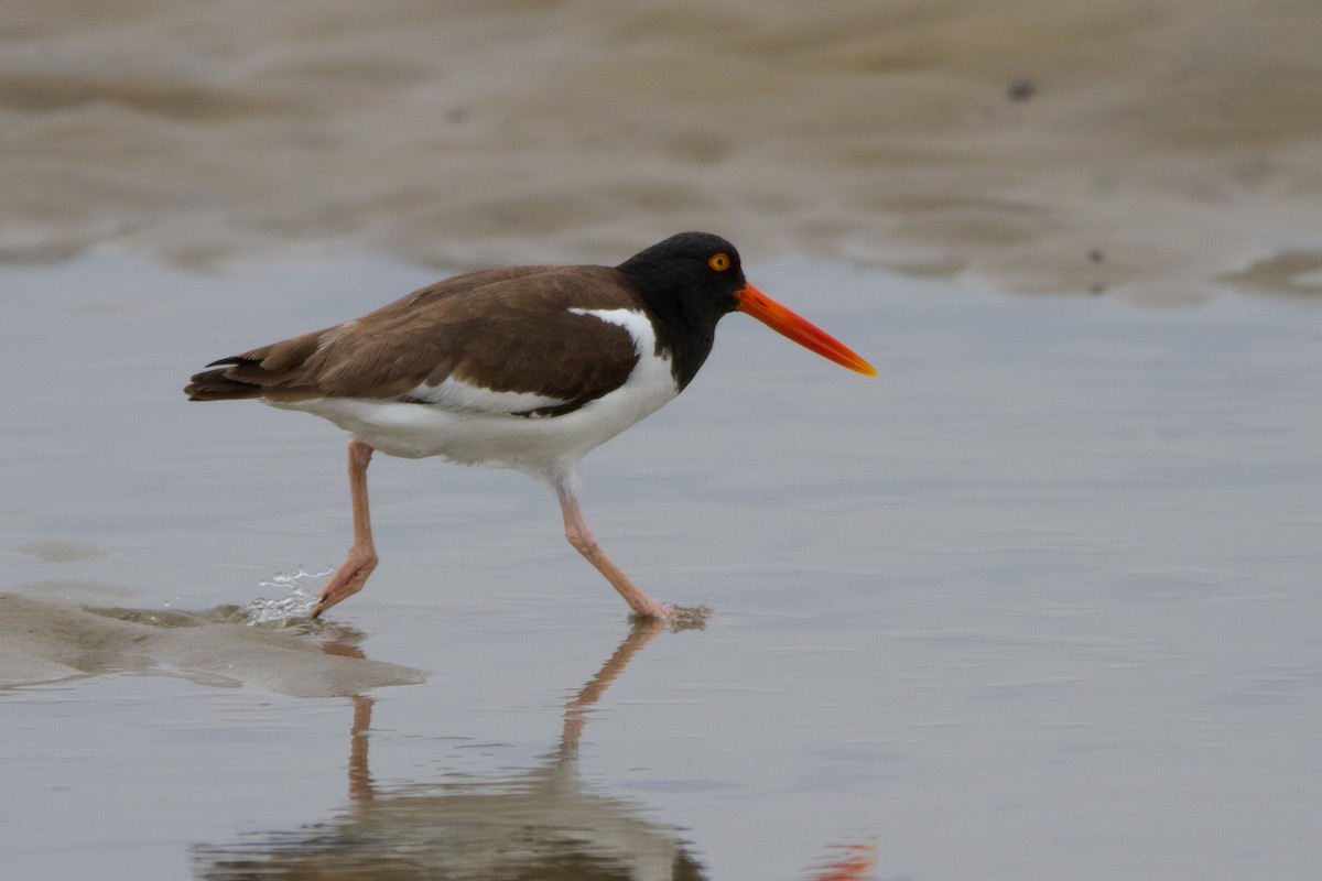 American Oystercatcher - ML78256941