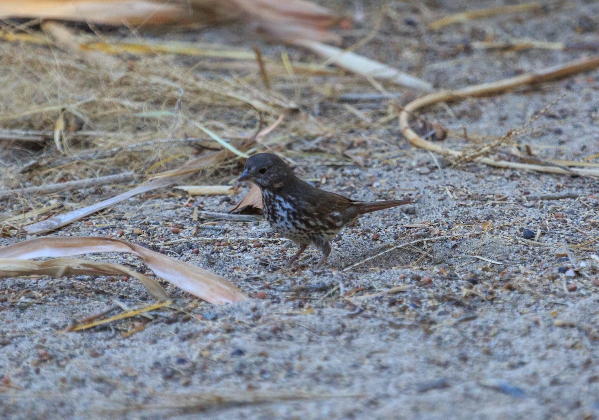 Fox Sparrow - ML78257461