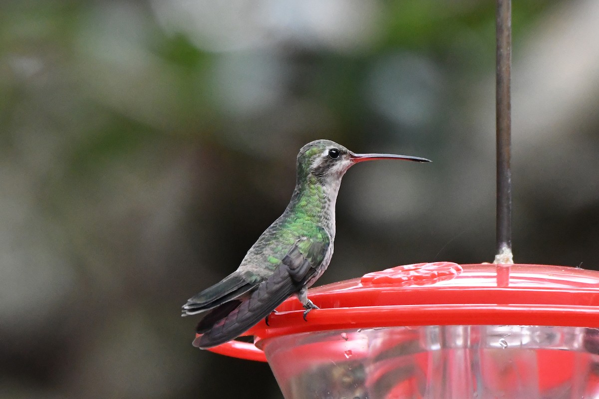 Colibrí Piquiancho Común - ML78257531