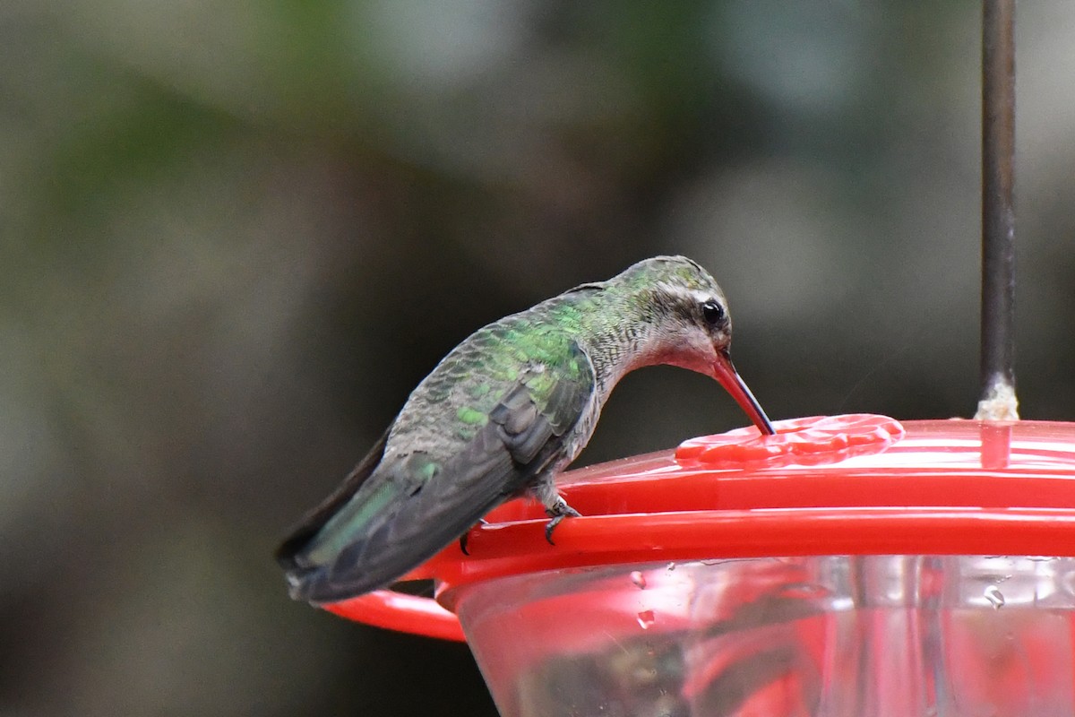 Broad-billed Hummingbird - ML78257581