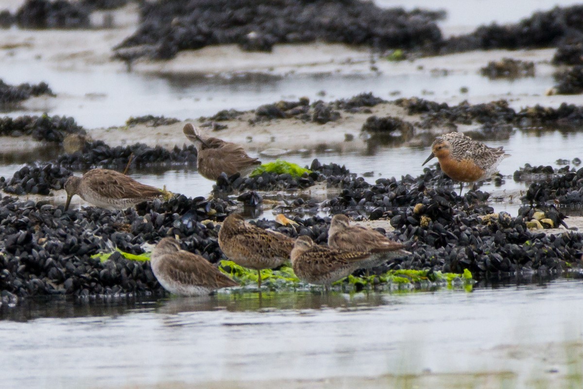 Red Knot - ML78257741