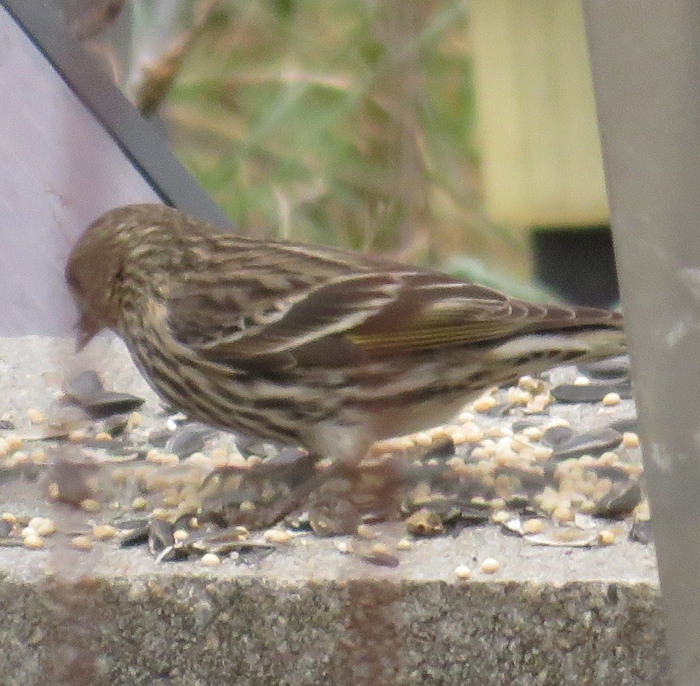 Pine Siskin - ML78257901