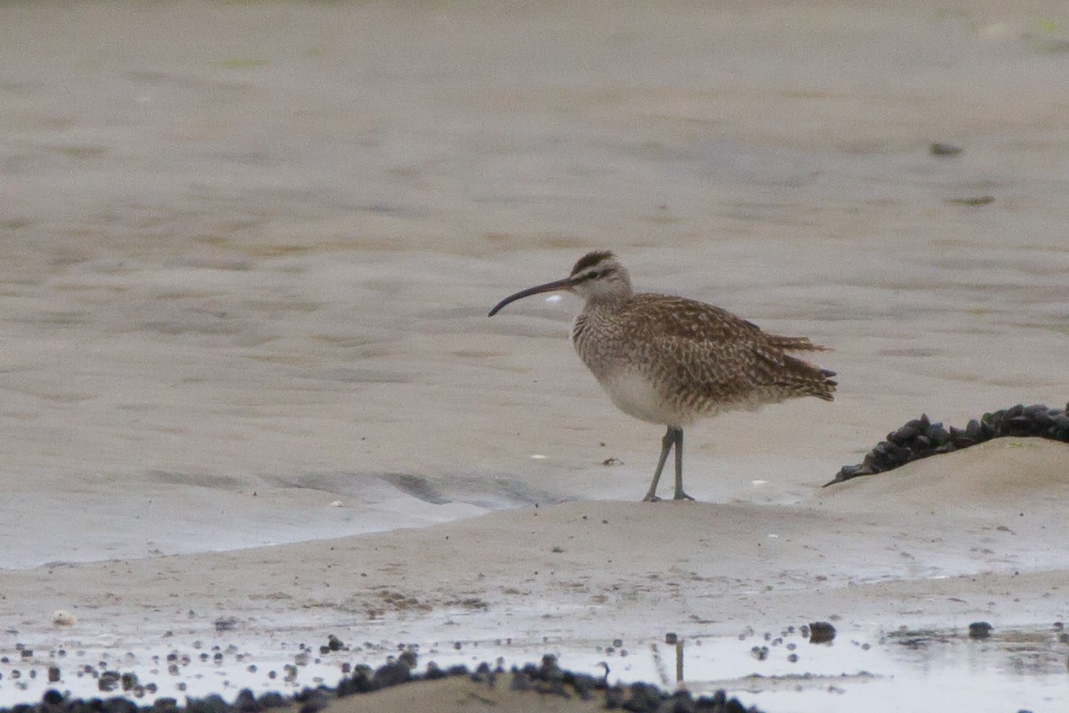 Whimbrel - ML78257961