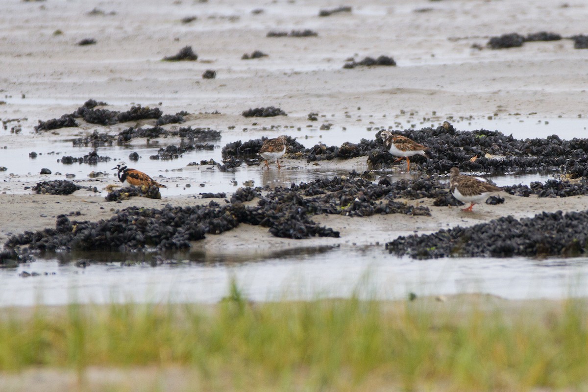 Ruddy Turnstone - ML78258051