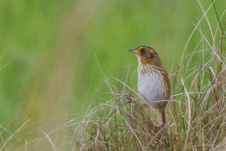 Bruant à queue aiguë - ML78258541