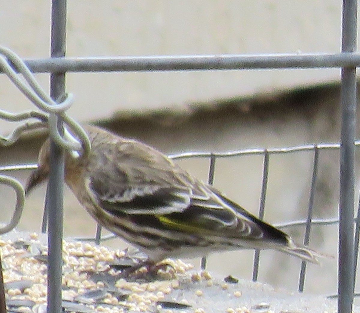 Pine Siskin - Bill Wright_cc