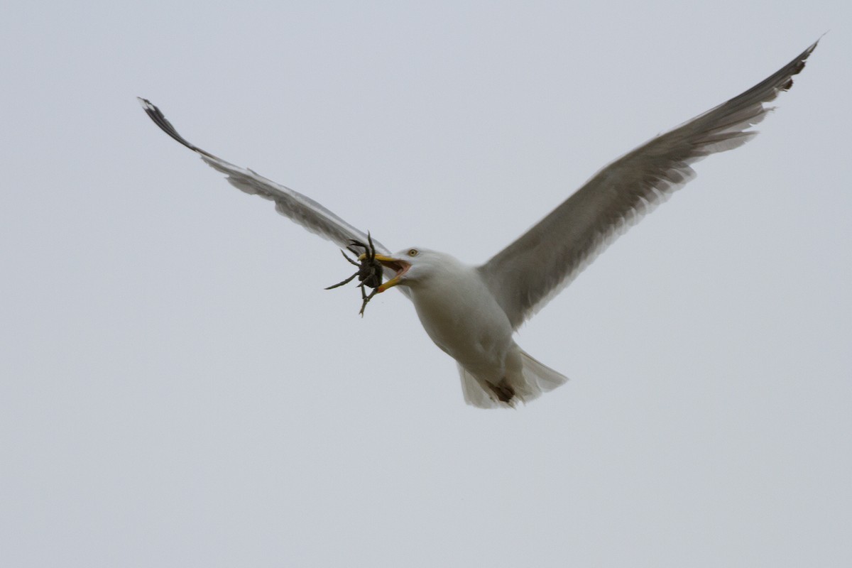 Herring Gull - ML78259401