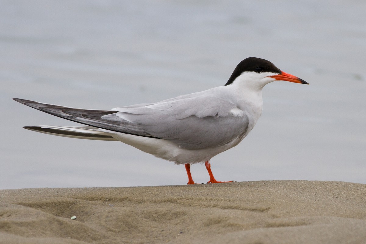 Common Tern - Sue Barth