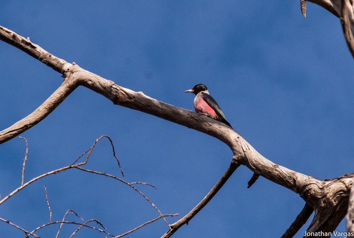 Lewis's Woodpecker - Jonathan Vargas