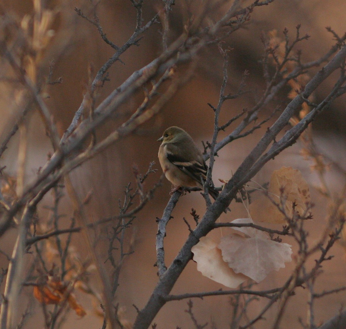 American Goldfinch - ML78260371