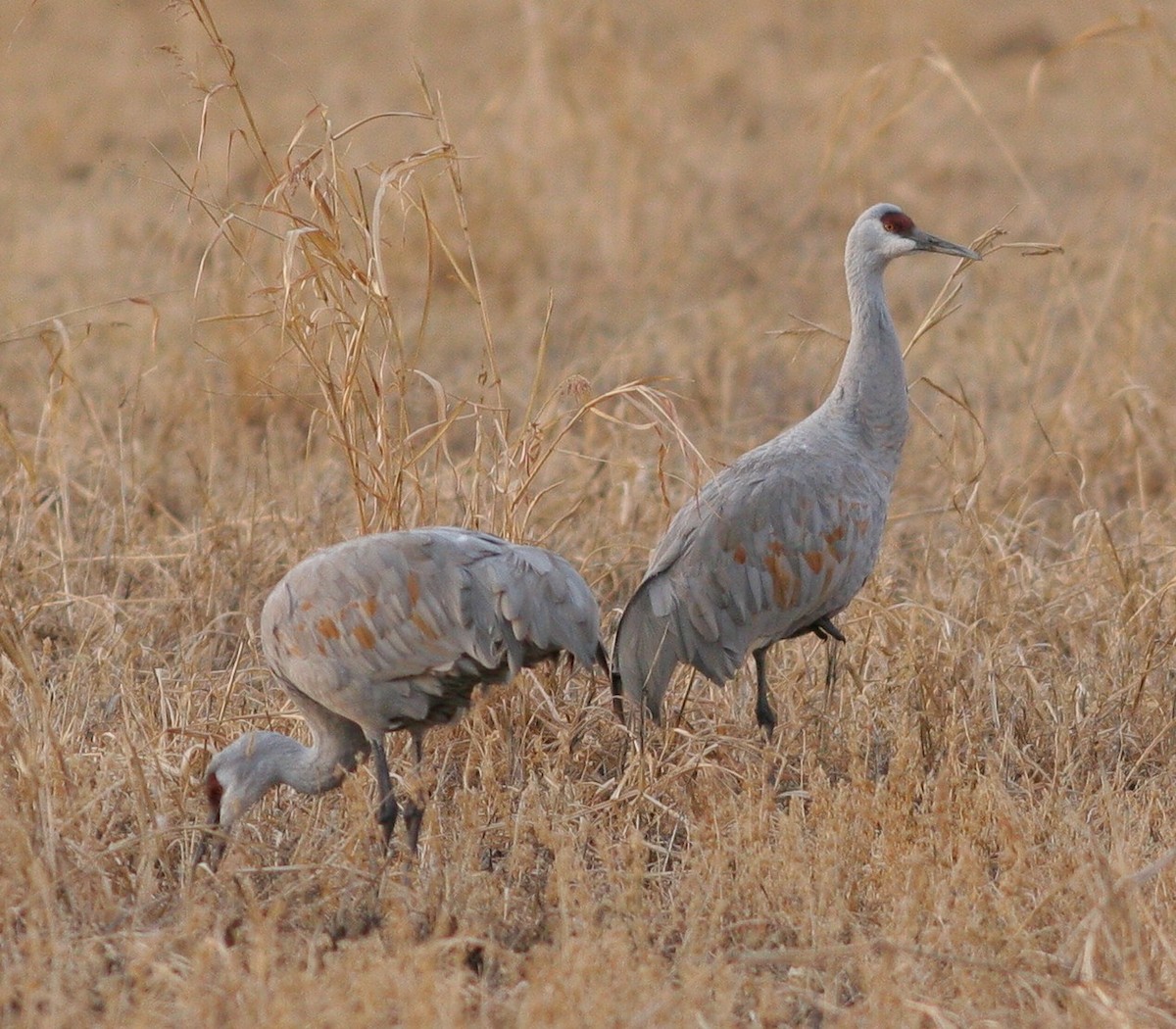 Sandhill Crane - ML78260381