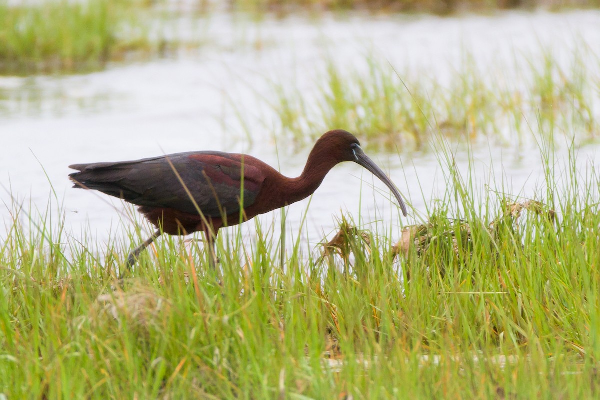 Glossy Ibis - Sue Barth