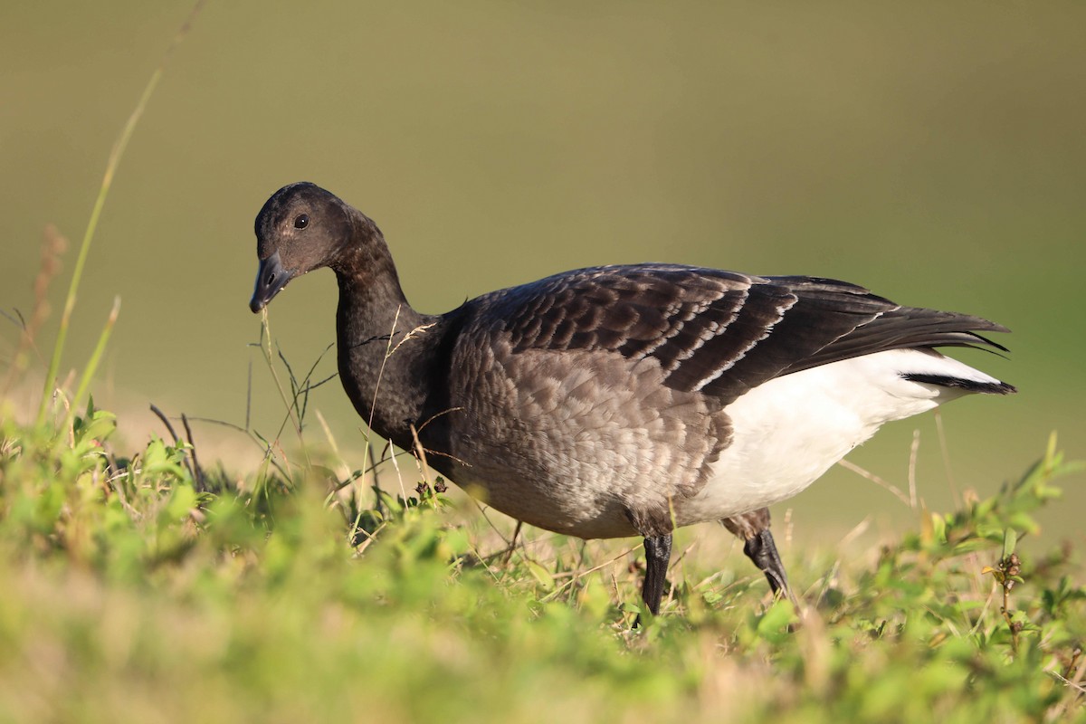 Branta musubeltza - ML78263131