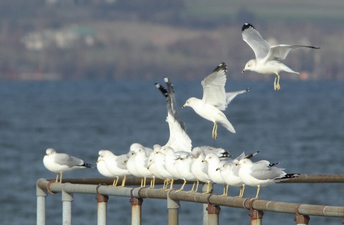 Ring-billed Gull - ML78263321