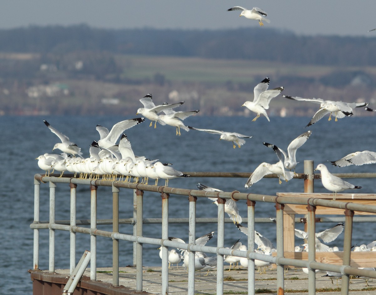 Ring-billed Gull - ML78263551
