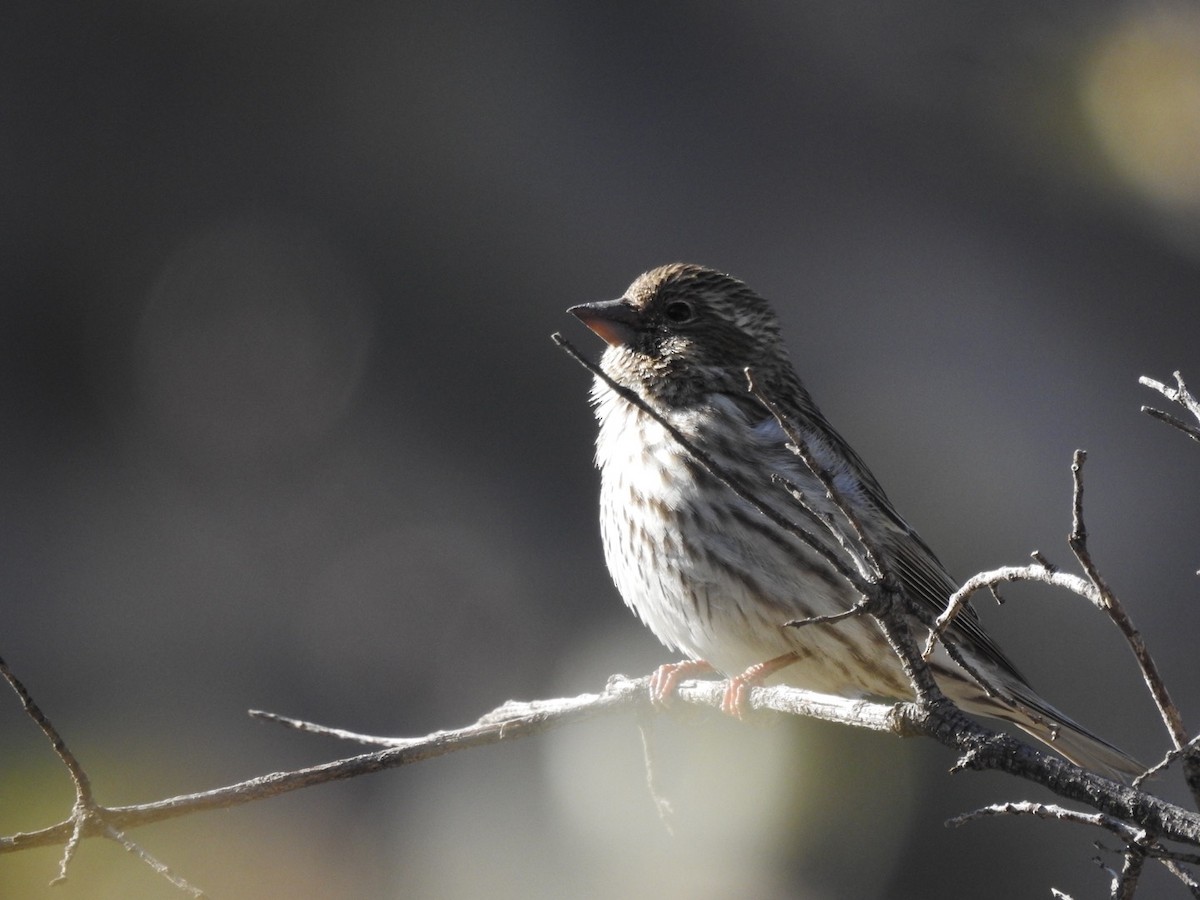 Cassin's Finch - ML78263701