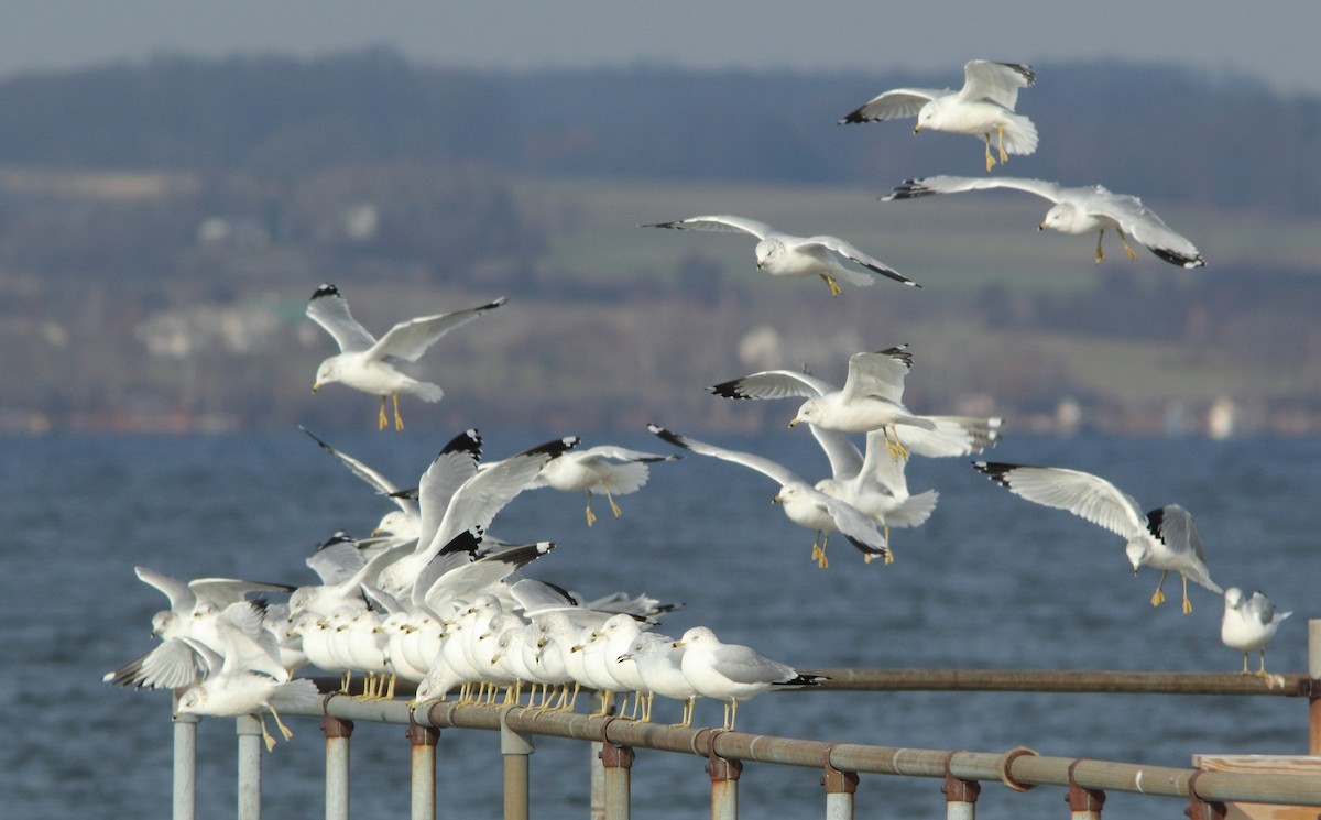 Ring-billed Gull - ML78263711