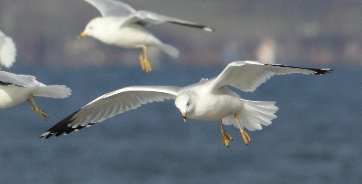 Ring-billed Gull - ML78263741