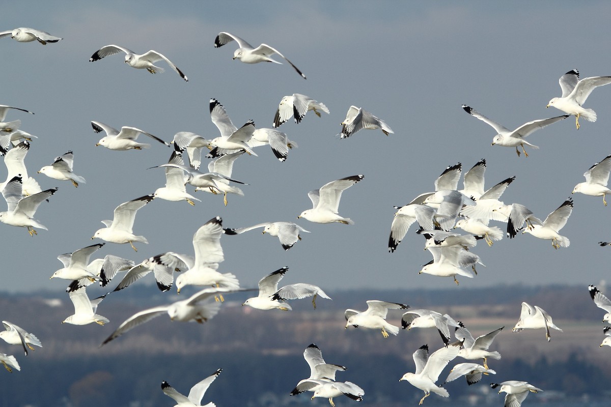 Ring-billed Gull - ML78263801