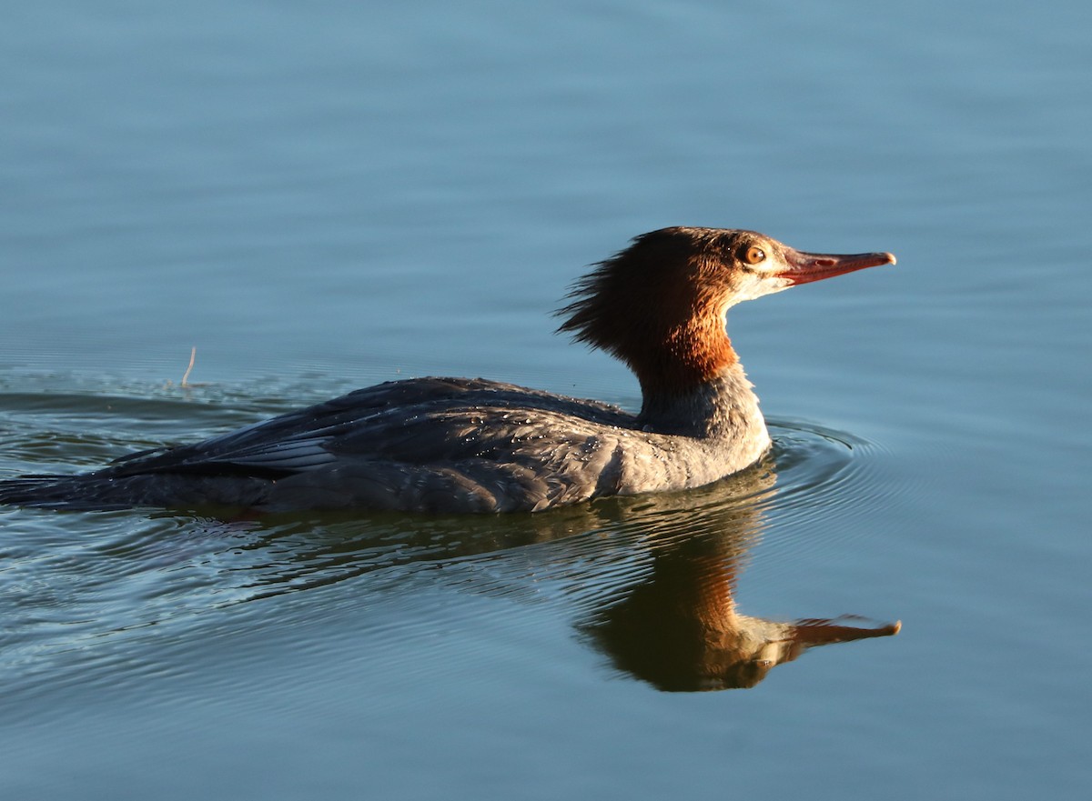 カワアイサ（americanus） - ML78264131