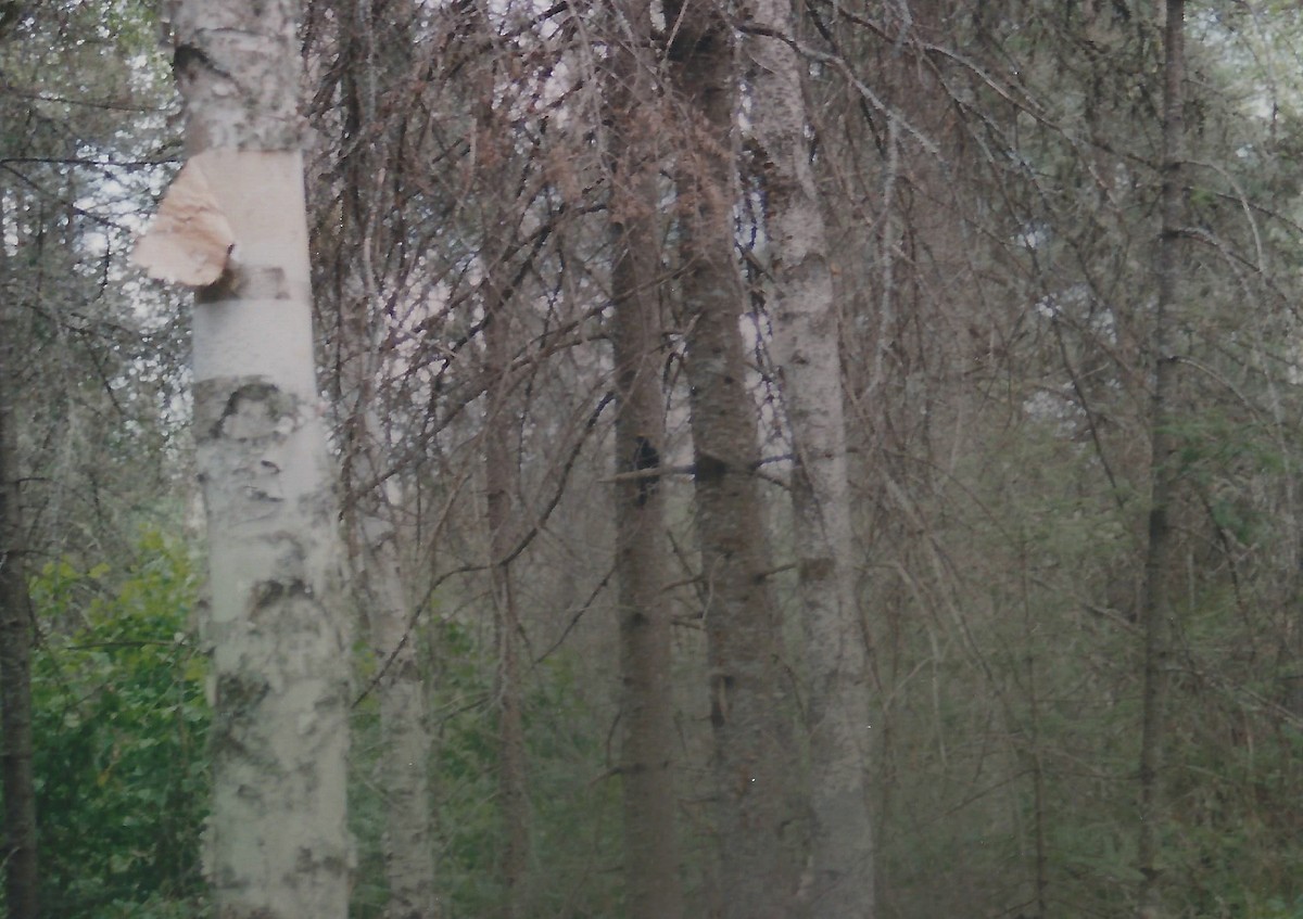 Black-backed Woodpecker - ML78266061