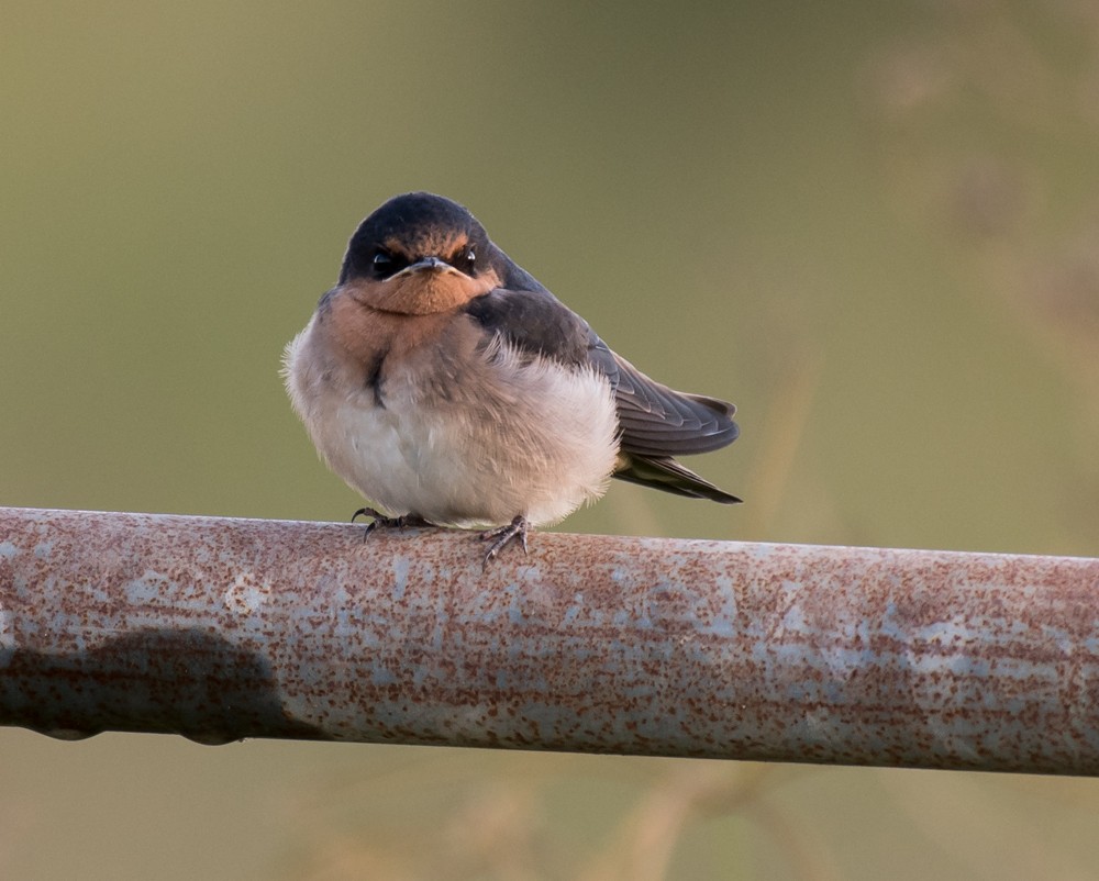 Welcome Swallow - Matteo Grilli