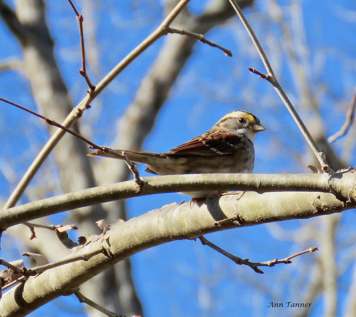 White-throated Sparrow - Ann Tanner