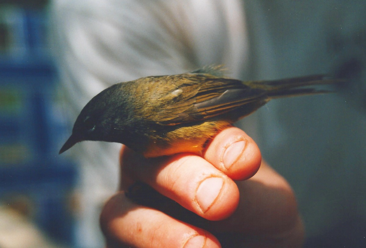 MacGillivray's Warbler - ML78268711