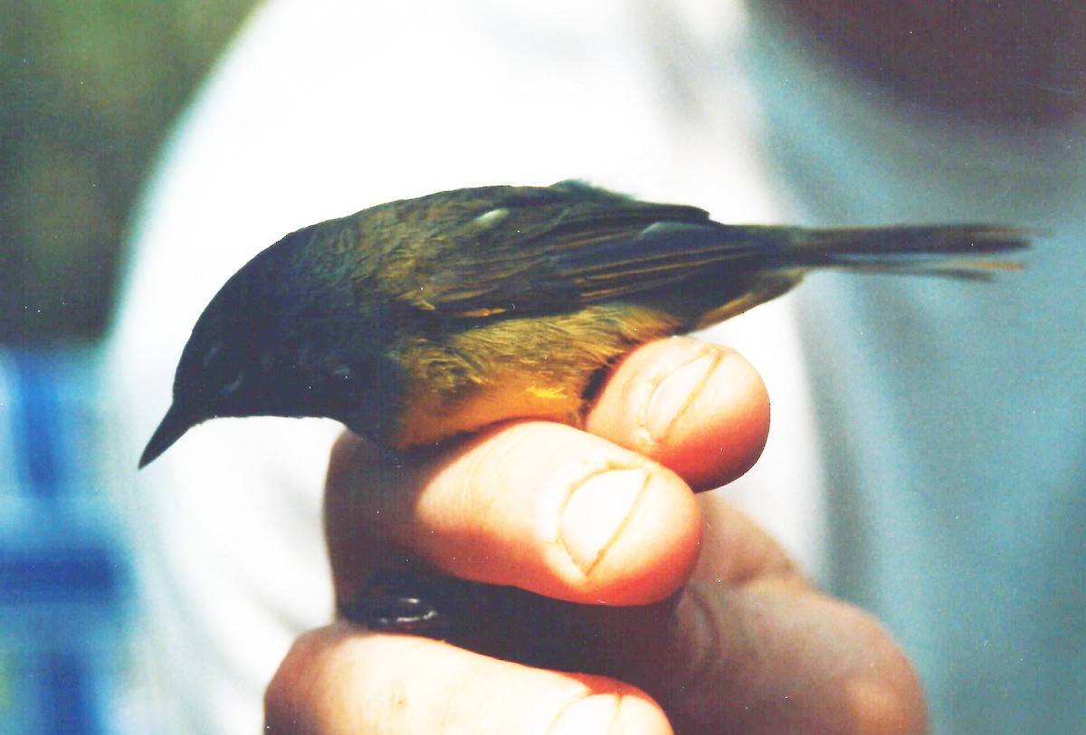 MacGillivray's Warbler - ML78268731