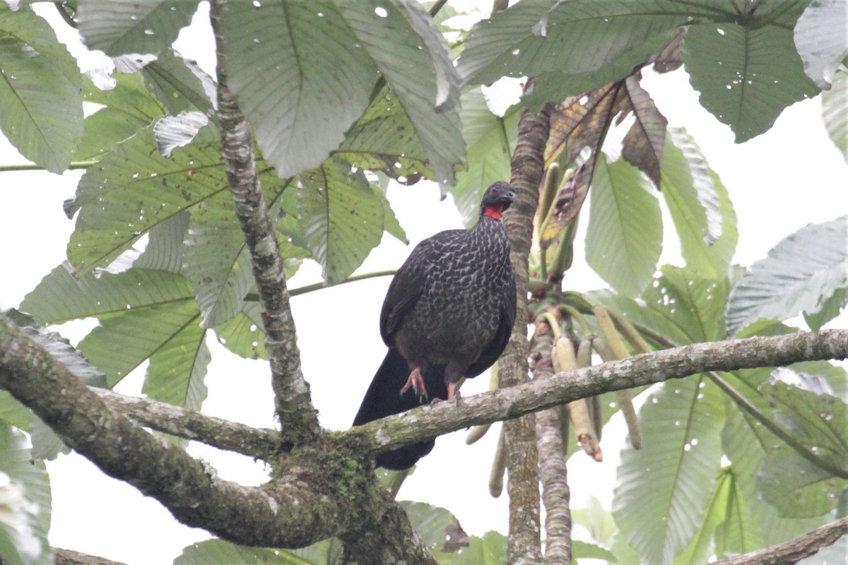 Cauca Guan - ML78269011