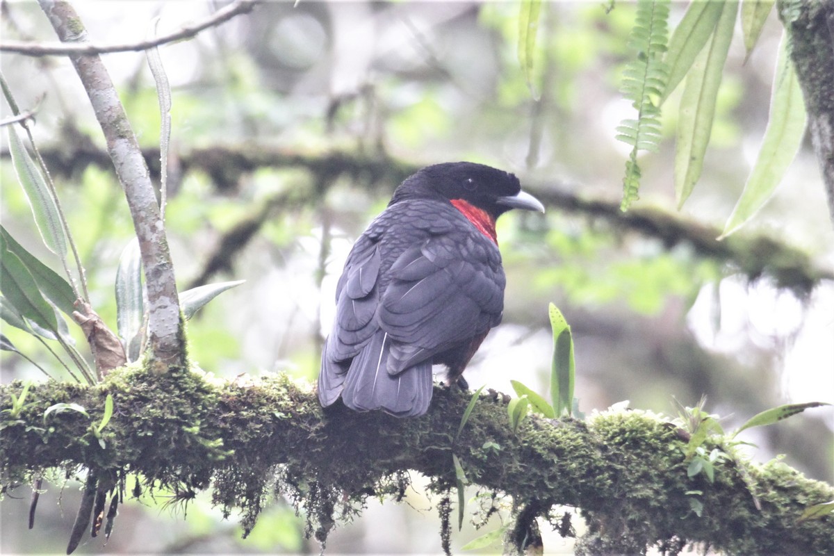 Red-ruffed Fruitcrow - ML78269391